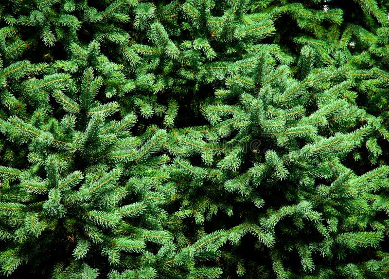 Detail on green needles young spruce