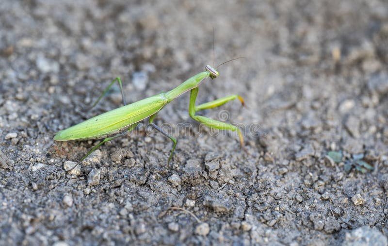 Detail of the Green Praying Mantis Walking on the Ground Stock Photo