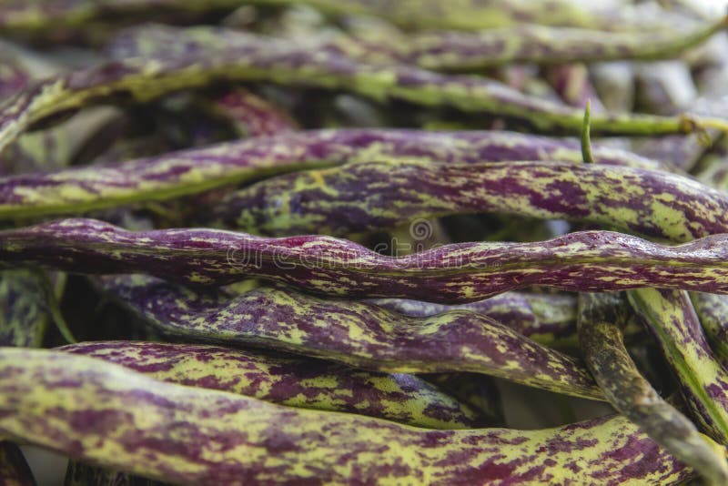 4,694 Beans Green Purple Photos Free & RoyaltyFree Stock Photos from