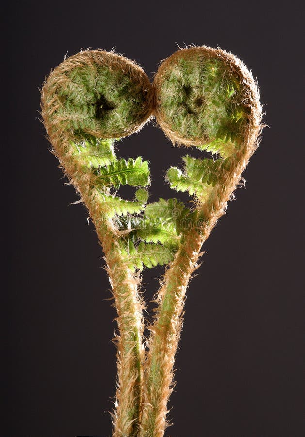 Detail of growing fern