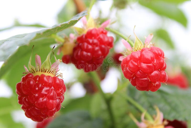 Growing raspberry in hydroponic plantation stock photography