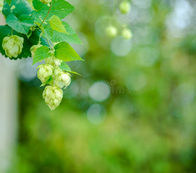 Detail of hop cones on a blurred natural background stock image
