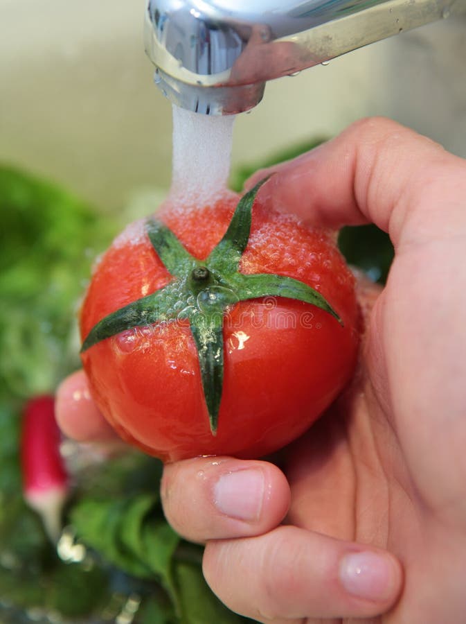 A Detail Image of Washing Tomatoes Stock Photo Image of close, milk