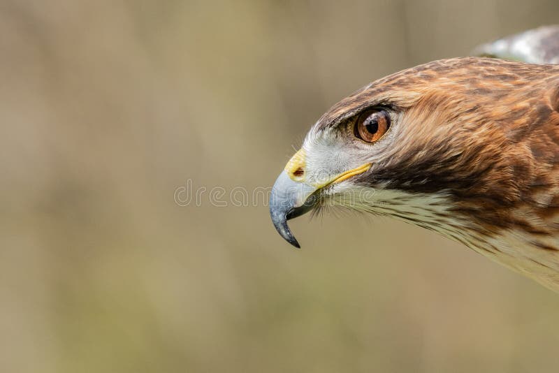 Majestic Royal Hawk eye close up.