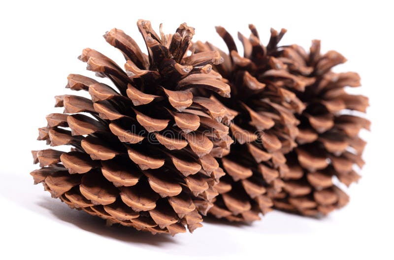 Detail of a Large Pine Cone Stock Image Image of park, cone 278995335