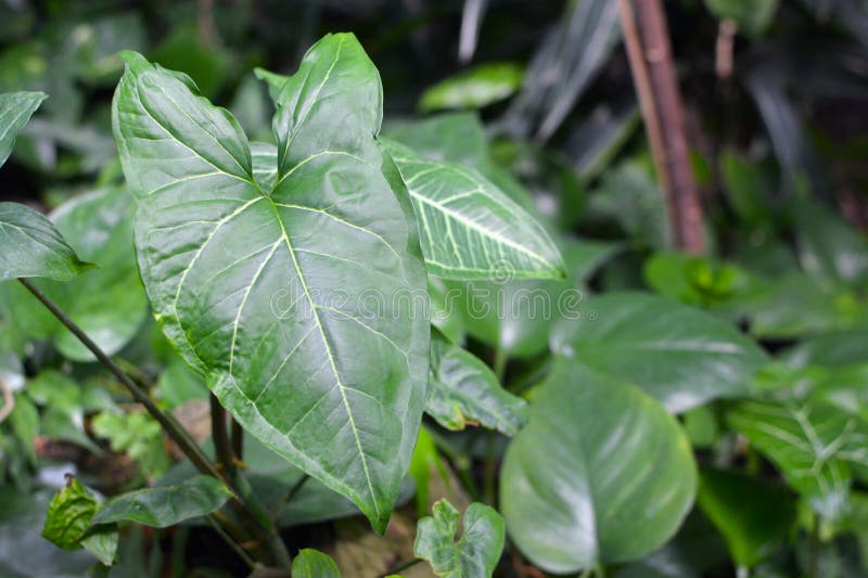 Leaf of an exotic `Syngonium Podophyllum Schott Trileaf Wonder` plant