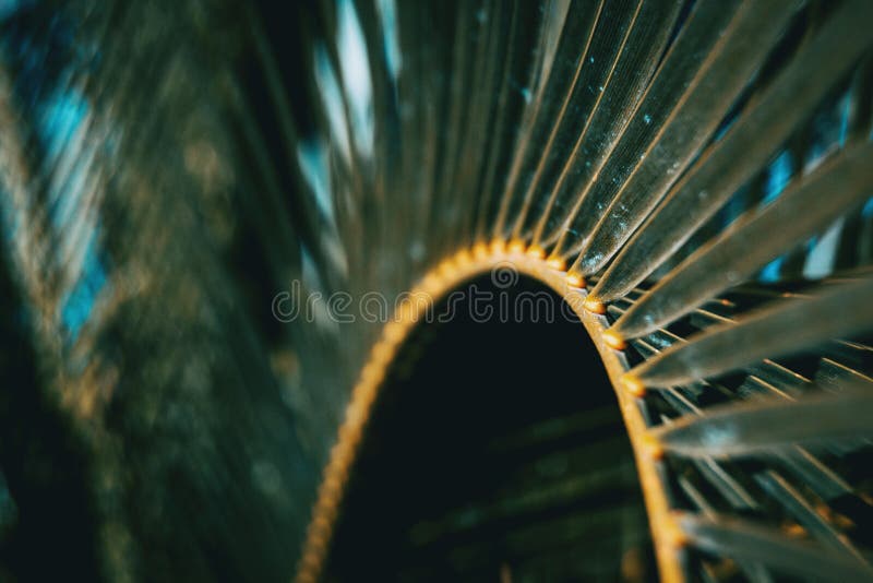 Detail of a leaf of phoenix canariensis