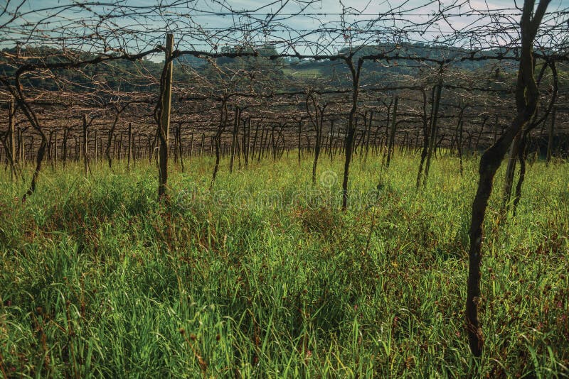 Detail of leafless grapevines in a vineyard