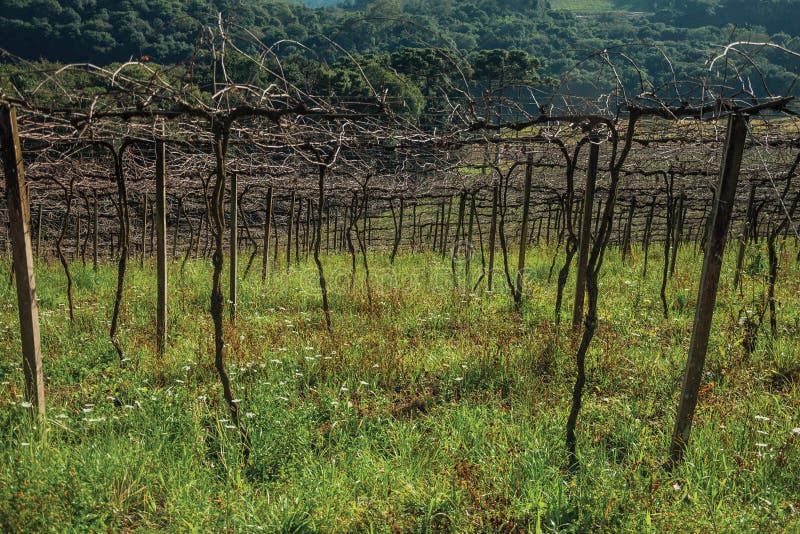 Detail of leafless grapevines in a vineyard