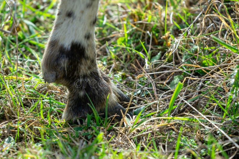 Detail of the leg and foot of the sheep in the grass.