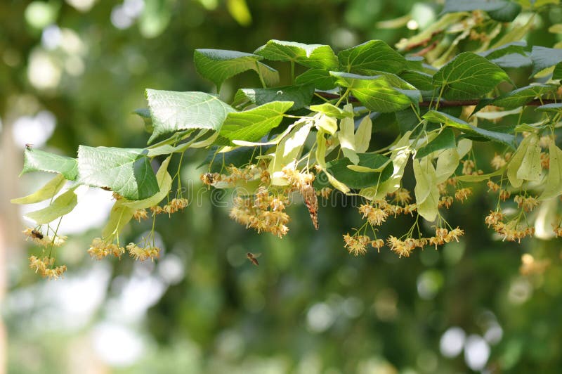Linden flower on the tree stock image. Image of petal - 117456311