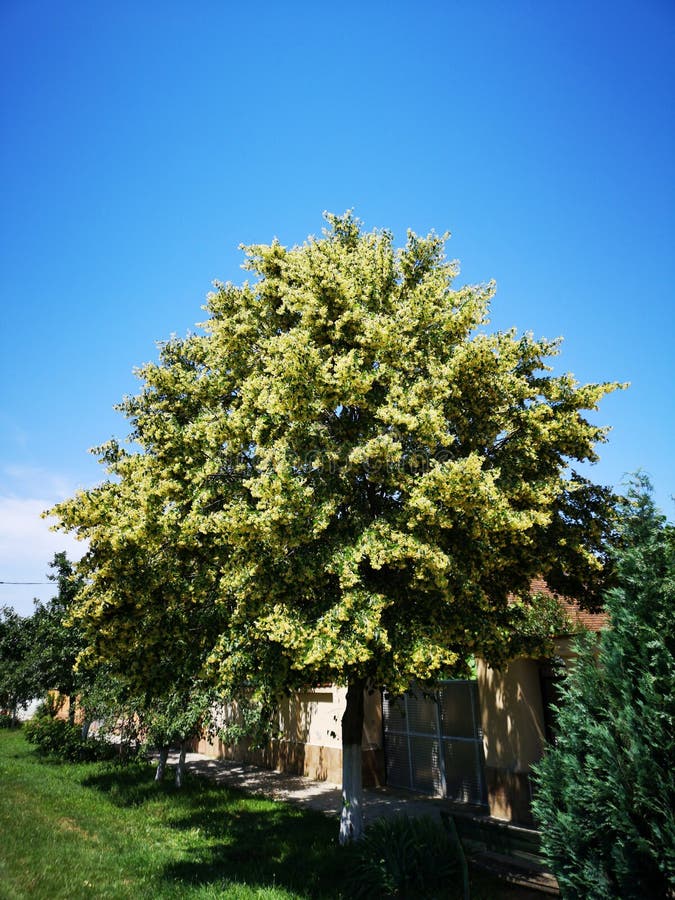 Linden flower on the tree stock image. Image of spring - 117883237