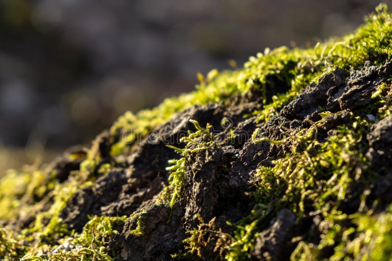 Detail makro zeleného mechu v lese v čisté přírodě