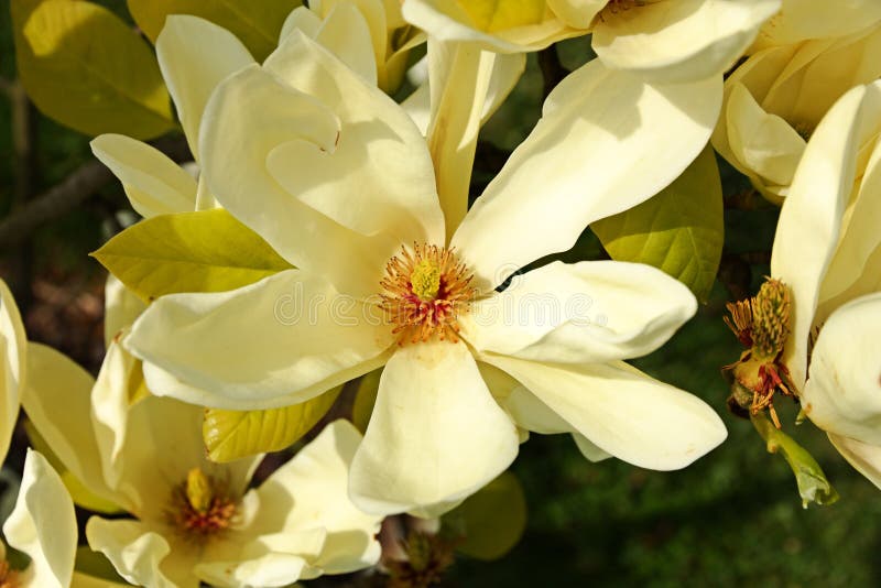 Detail magnolia