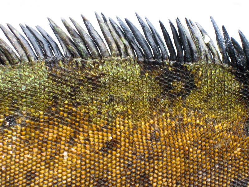 Detail of Marine Iguana Scales stock image