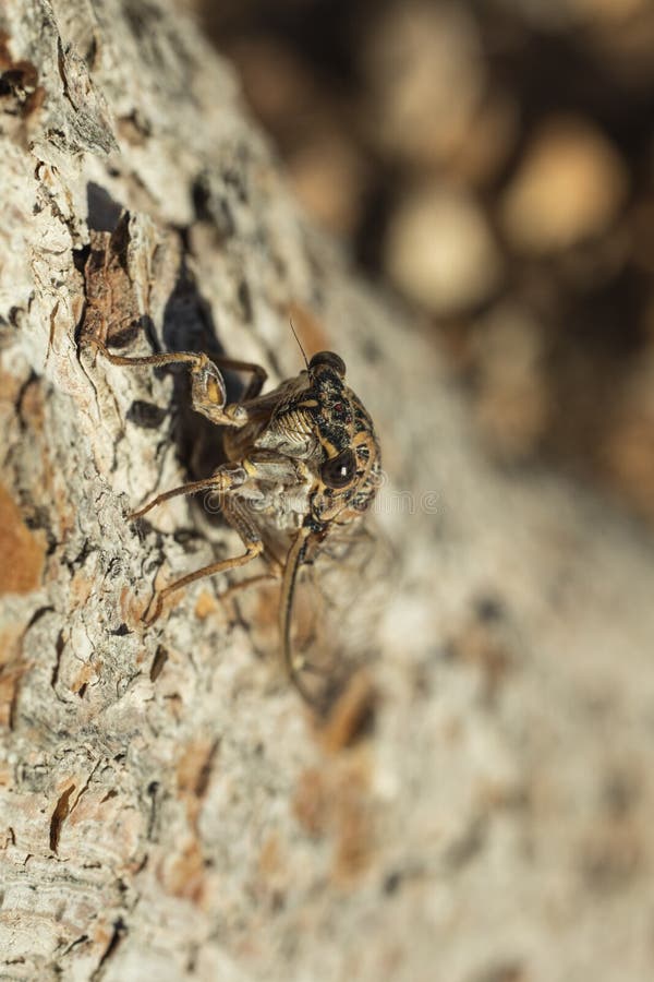 Detail of mediterranean cicade and its camouflage technics royalty free stock image
