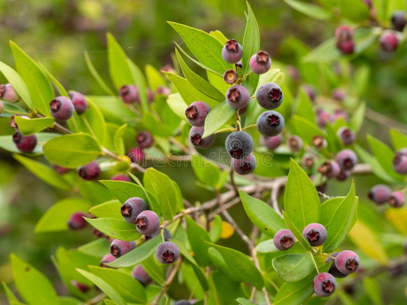 Detail of a Myrtle Bush with Berries in Autumn Stock Photo - Image of botanical, natural: 161281880