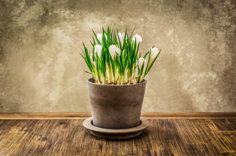 Detail of nice crocus flower in pot, vintage style royalty free stock photos