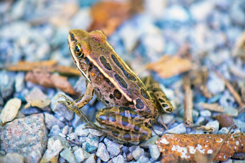 Detail of northern green frog lithobates clamitans in Southwes