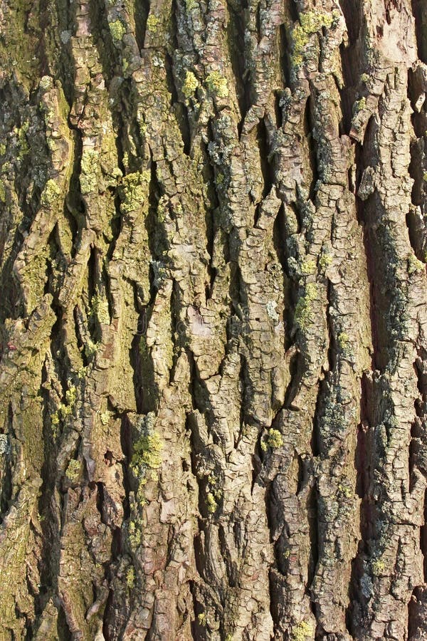 Detail of old tree bark royalty free stock photos