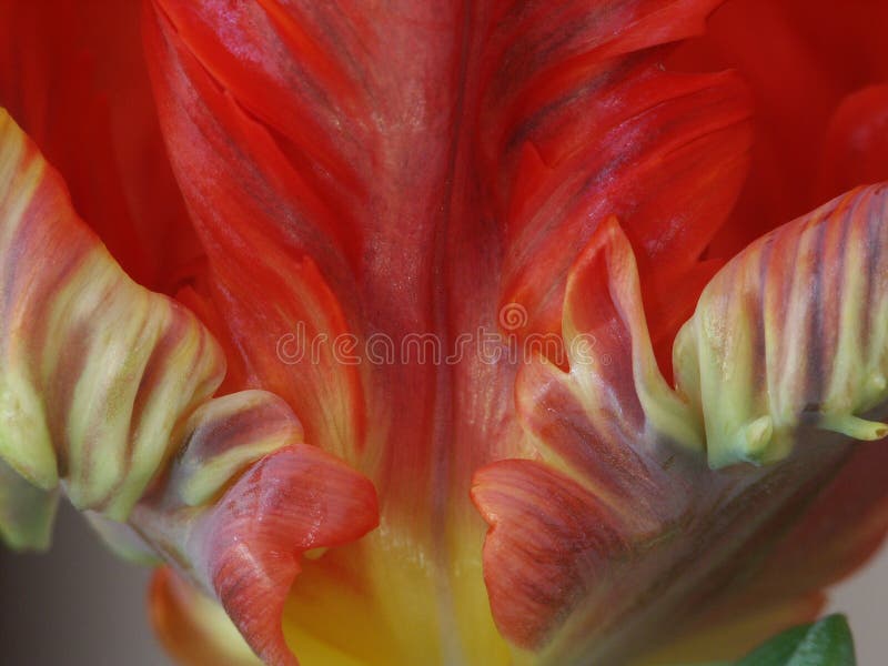 Detail of a parrot tulip 1