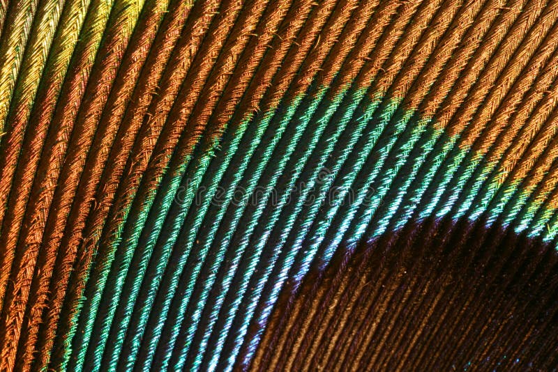 Detail of a peacock s feather