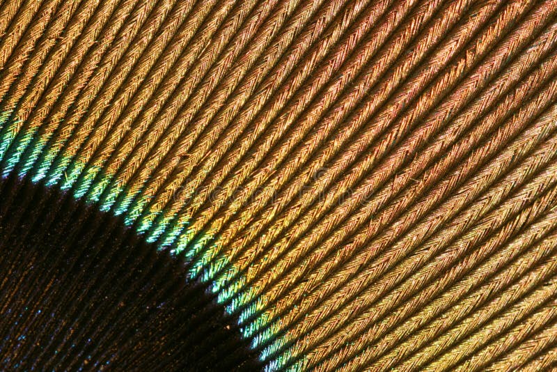 Detail of a peacock s feather