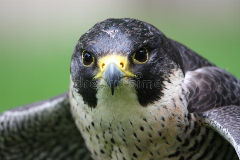 Detail of peregrine falcon