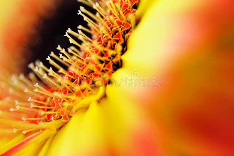 Detail, photo of yellow and orange gerbera, macro photography and flowers background