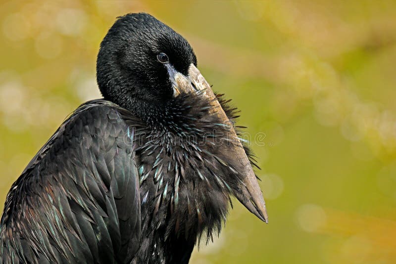 Detail portrait of African Openbill, black large African stork. Bird with unusual bill useful to extract snails in typical wetland