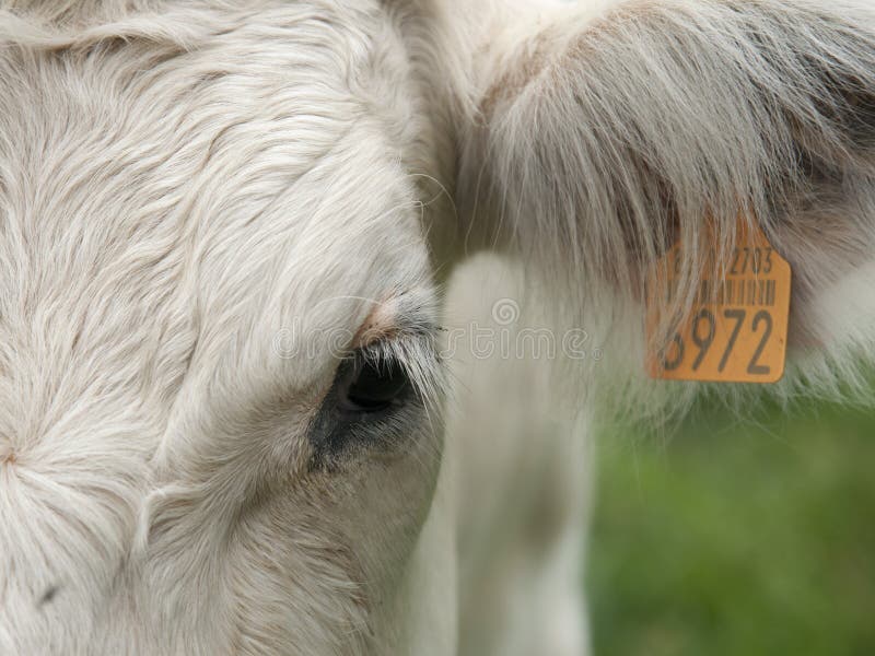 Cow With Head Facing Sideways Stock Photo Image of sideways, facing