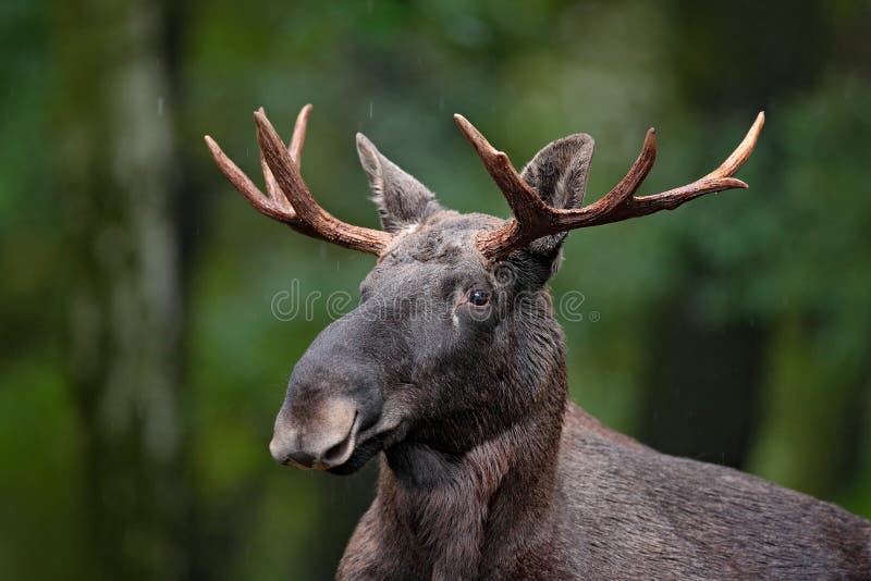 Detail portrait of elk, moose. Moose, North America, or Eurasian elk, Eurasia, Alces alces in the dark forest during rainy day. Be royalty free stock photo Detail portrait of elk, moose. Moose, North America, or Eurasian elk, Eurasia, Alces alces in the dark forest during rainy day. Be royalty free stock photo