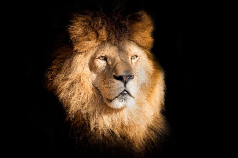 Detail Portrait Lion on the Black Background Stock Photo - Image of  background, lion: 140364016