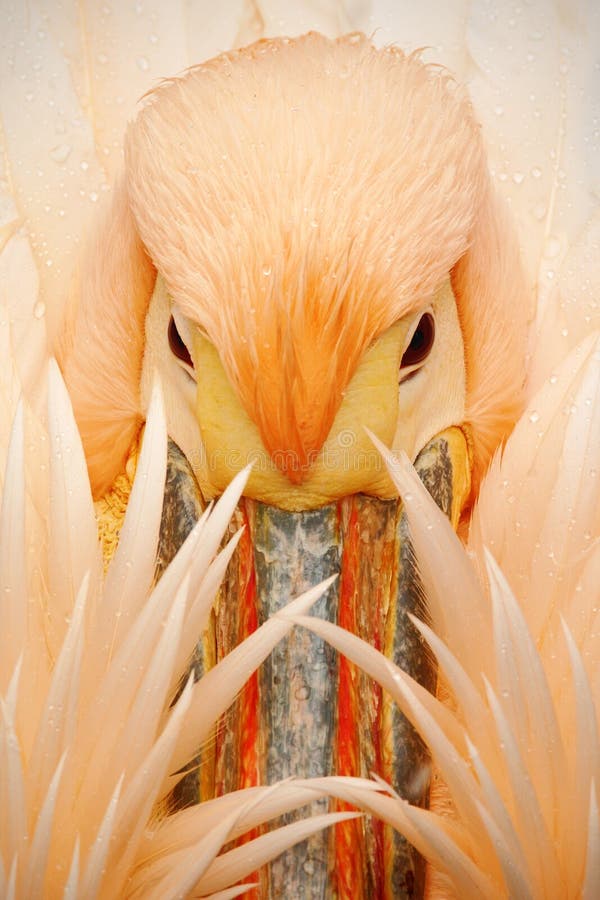 Detail portrait of orange and pink bird pelican with feathers over bill