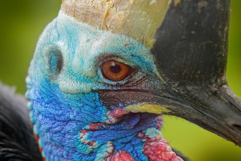 Detail portrait Southern cassowary, Casuarius casuarius, also known as double-wattled cassowary, Australian big forest bird, detai stock images