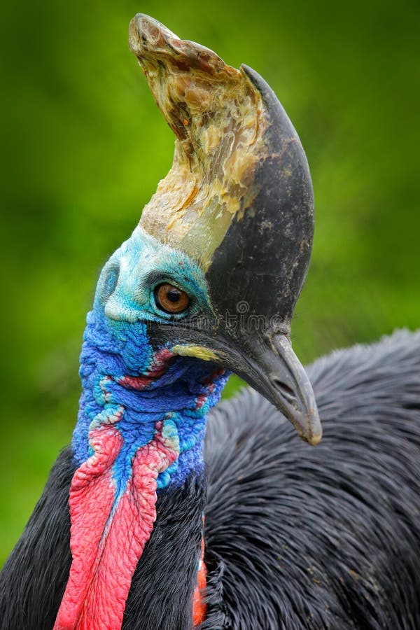 Detail portrait Southern cassowary, Casuarius casuarius, known as double-wattled cassowary, Australian big forest bird, detail hid stock photos