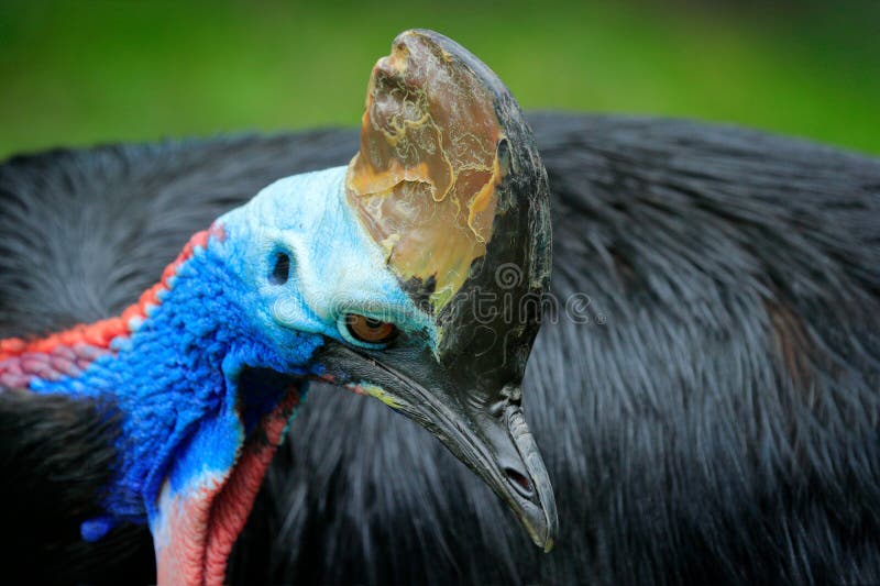 Detail portrait of Southern cassowary, Casuarius casuarius, known as double-wattled cassowary. Australian big forest bird from Pap stock photography