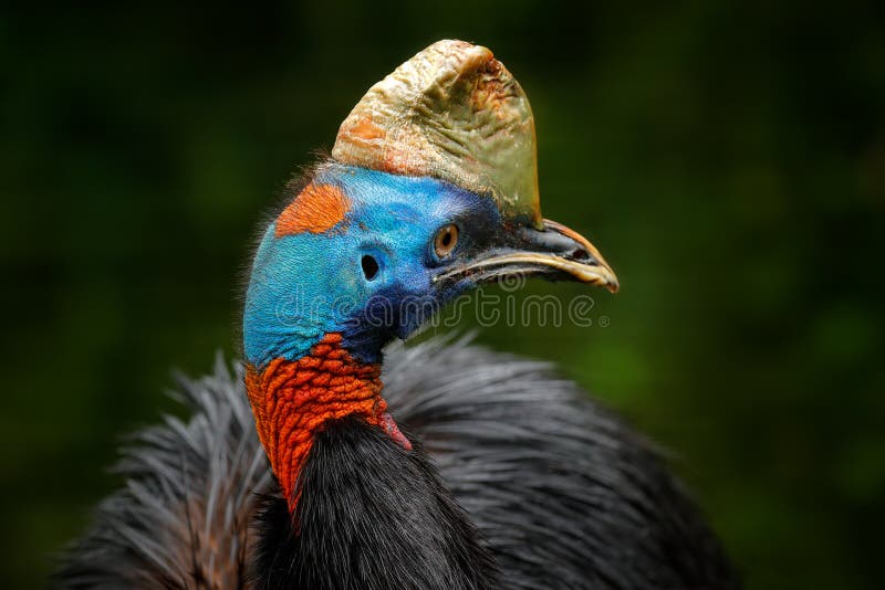 Detail portrait of Southern cassowary, Casuarius casuarius, known as double-wattled cassowary. Australian big forest bird from royalty free stock photo