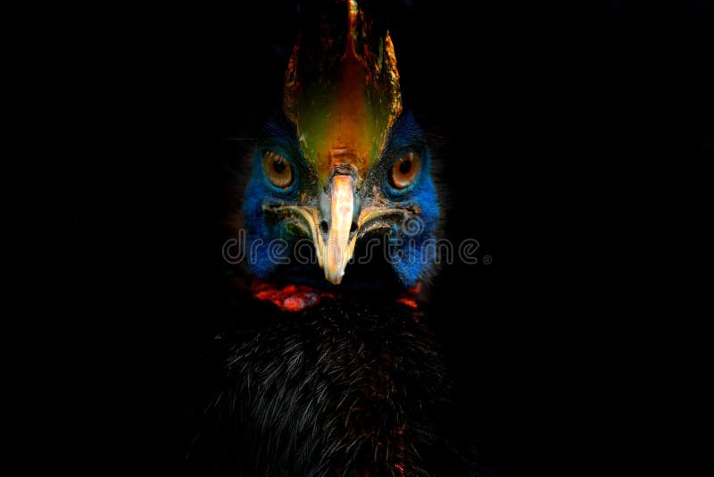 Detail portrait of Southern cassowary, Casuarius casuarius, known as double-wattled cassowary. Australian big forest bird from stock image