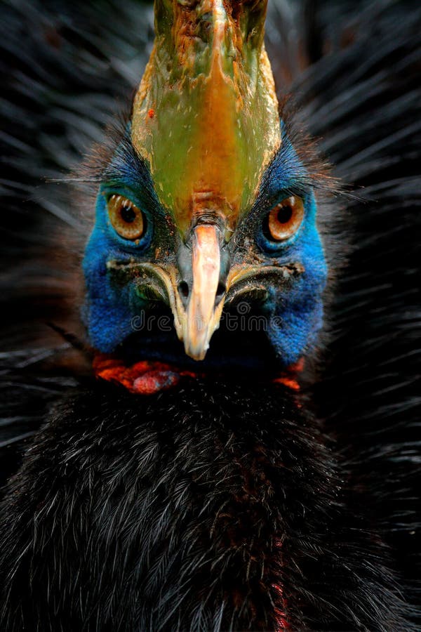 Detail portrait of Southern cassowary, Casuarius casuarius, known as double-wattled cassowary. Australian big forest bird from stock photos