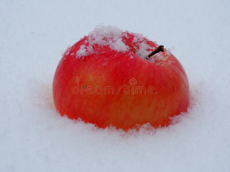 Detail of Red Apple in the Snow Stock Photo - Image of drops, apple ...