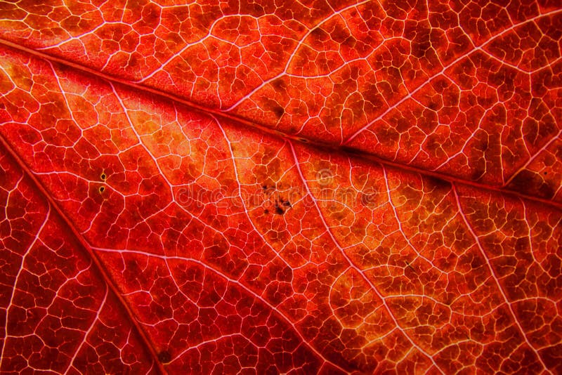 Detail of red autumn leaf