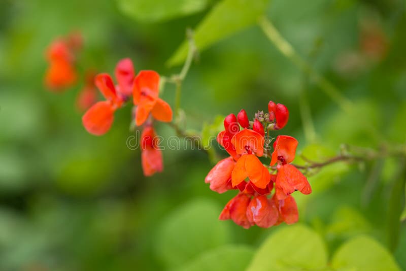 Detail of red flowers of kidney bean Phaseolus coccineus blooming on green plants in homemade garden.