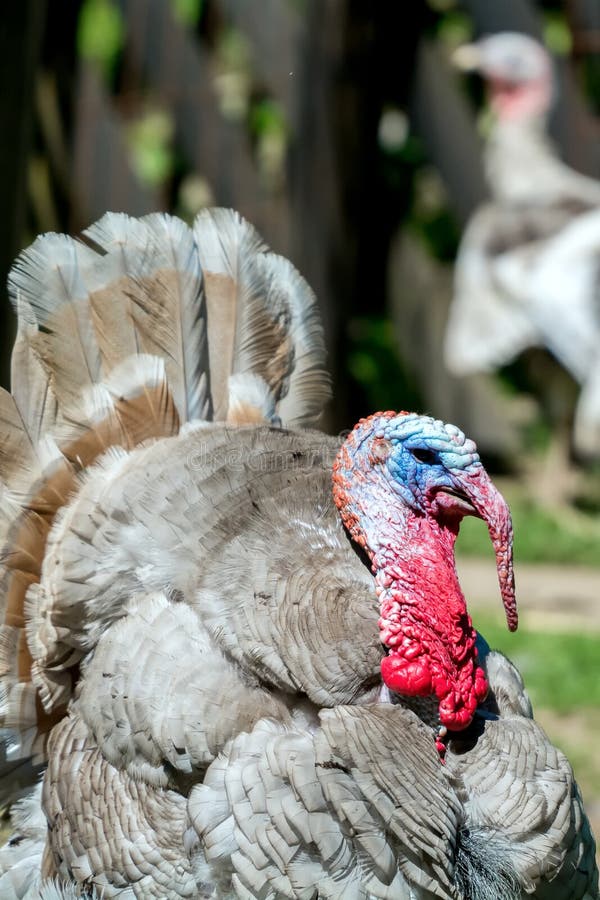 Detail of the red head of grey turkey