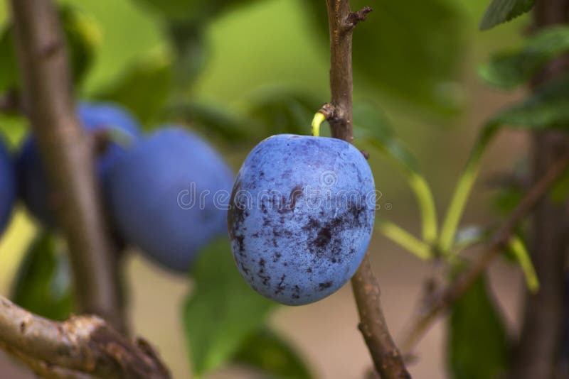 Ripe Big Red Plums Growing on a Tree Branch Stock Image Image of