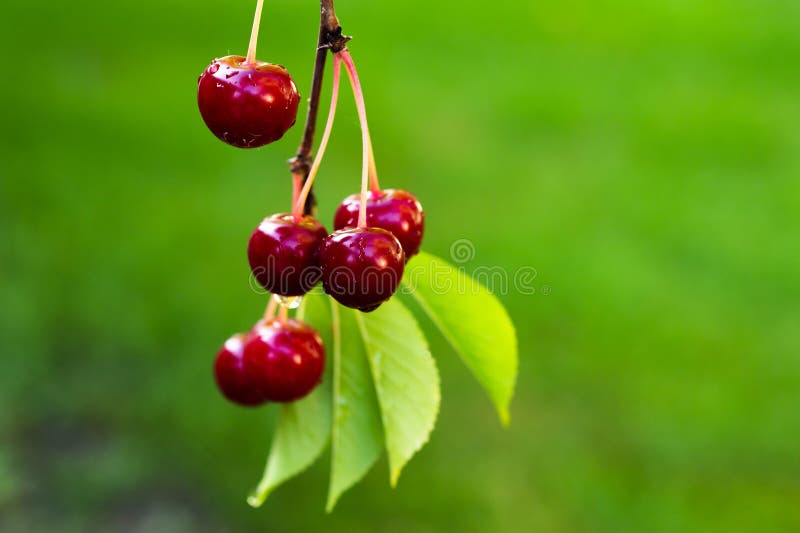 Detail of Ripe Red Sour Cherries on Tree Stock Image Image of agriculture, nature 277616463