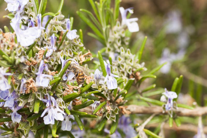 Detail of a Rosemary Bush in Bloom Stock Photo Image of leaf, greece
