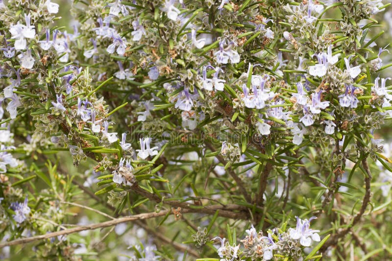 Detail of a Rosemary Bush in Bloom Stock Photo Image of botany