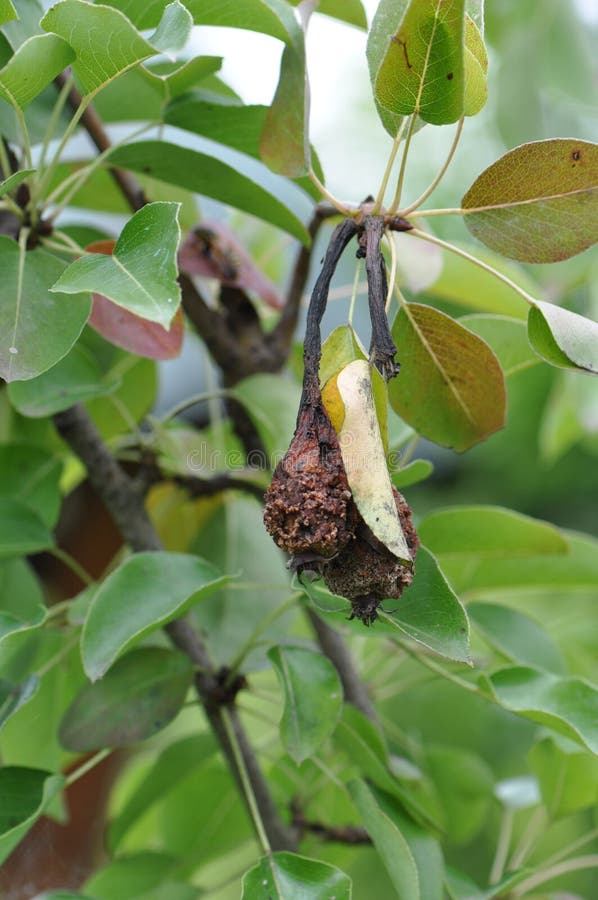 Rotten pear on the tree royalty free stock image Rotten pear on the tree royalty free stock image