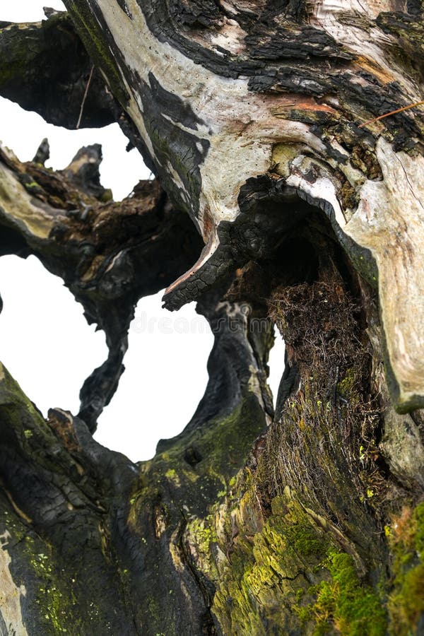Detail from a rotten trunk of a pollarded willow tree, burnt out after a lightning strike, abstract nature concept of growth and transience, selected focus, narrow depth of field